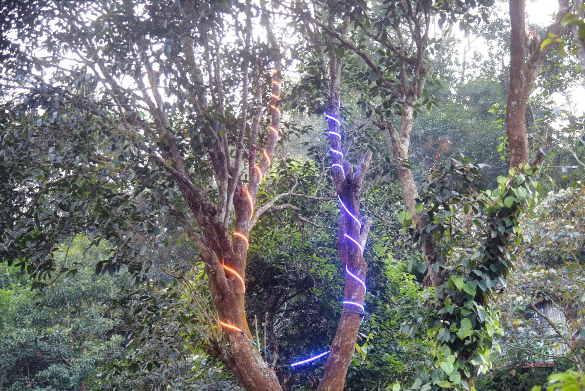 Tree6 Wayanad Villa Vythiri Dış mekan fotoğraf